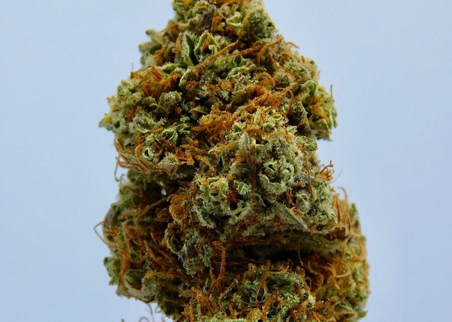 Ontdek de Kracht van Skunk XL, Green Gelato en Cookies Gelato: De Ultieme Gids voor Cannabisliefhebbers